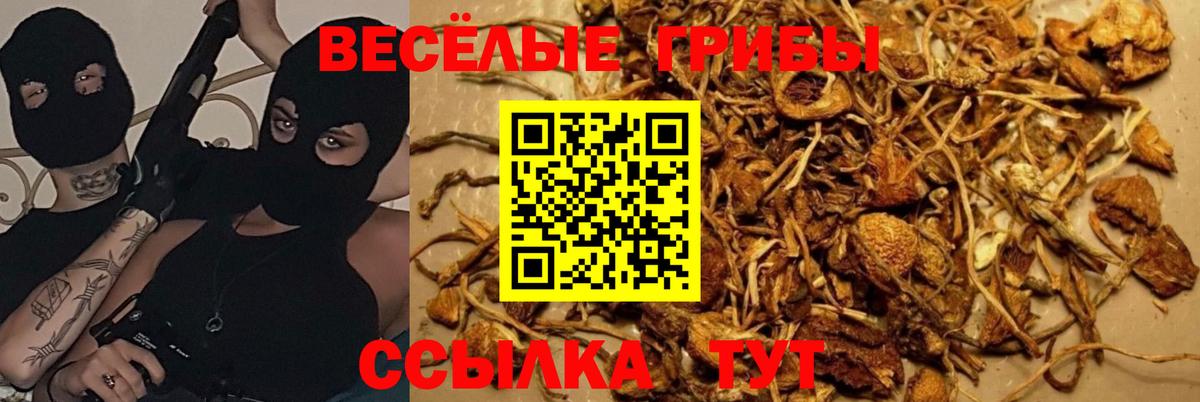 Орск  Галлюциногенные грибы Psilocybine cubensis  Вход с VPN 